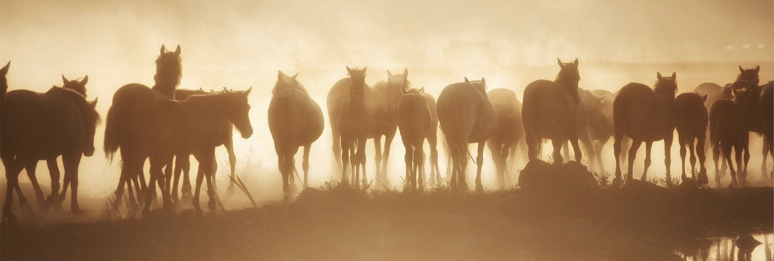 Pferdephysio Pferdeosteo Hannover, Langenhagen